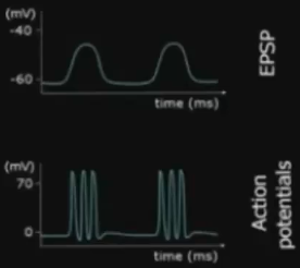 动作电位和突触后电位 