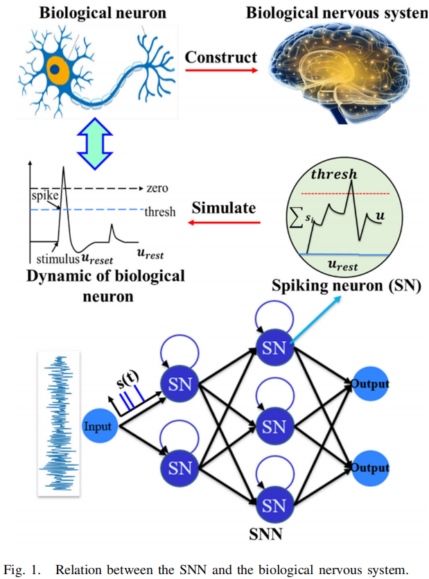 Relation between SNN and biological system 